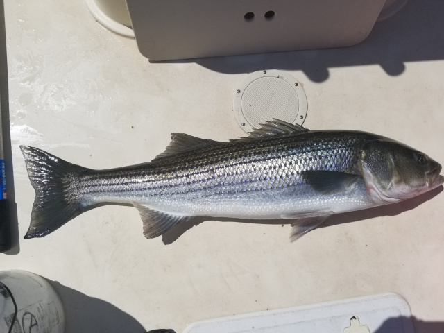 44" Merrimack River striper